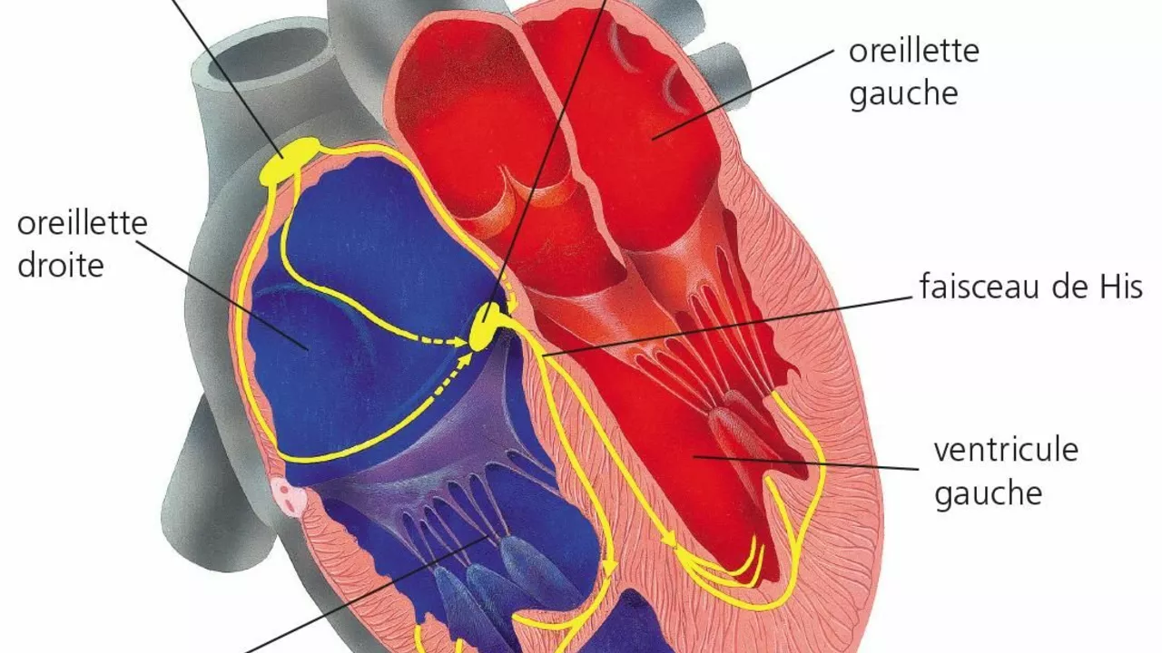 Der Zusammenhang zwischen hohen Harnsäurespiegeln und Herz-Kreislauf-Erkrankungen